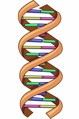 DNA